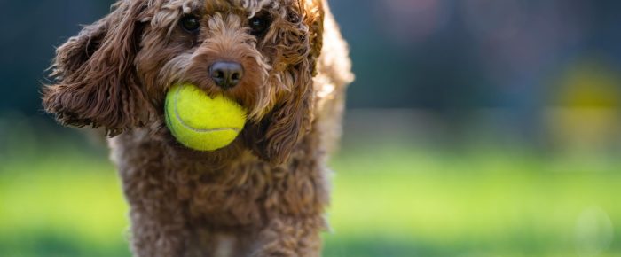 portrait-adorable-cavapoo-dog-holding-tennis-ball-park-sunny-day